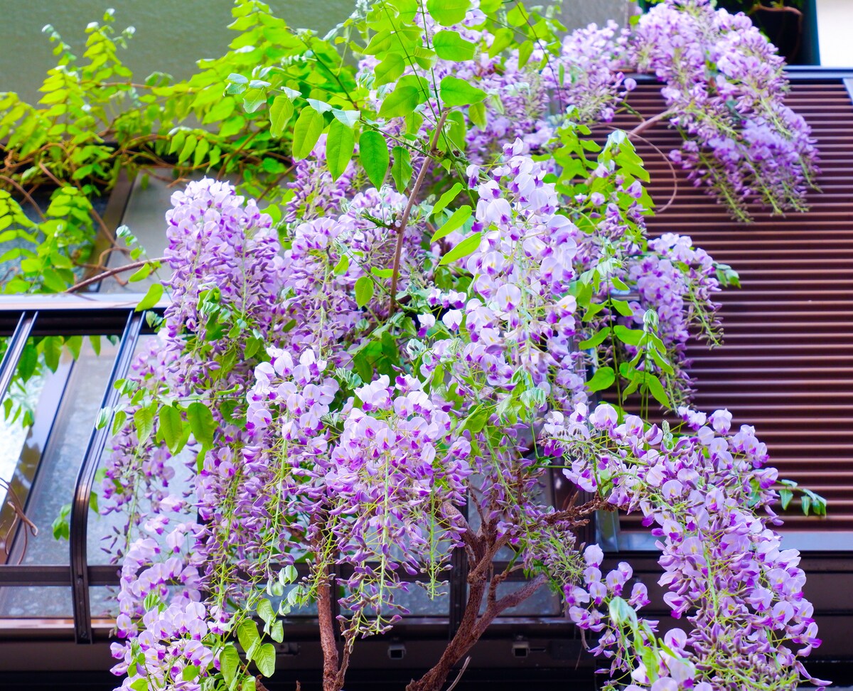 Tokyo Nezu Stained Glass Museum & Guest House (Since 2019) - Photo 3